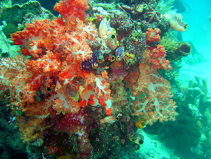 Couleur corail
