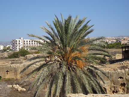 Enorme palmier