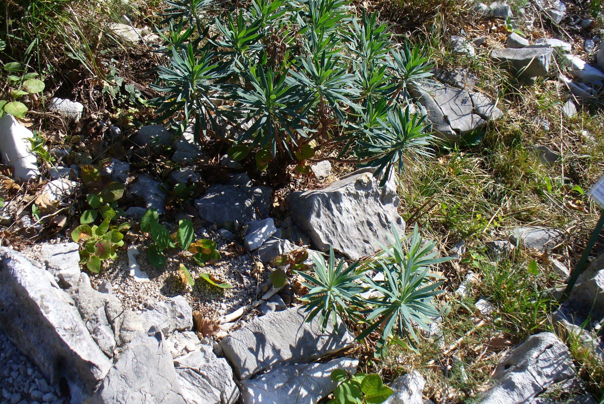 Plante du cras Plante du cras