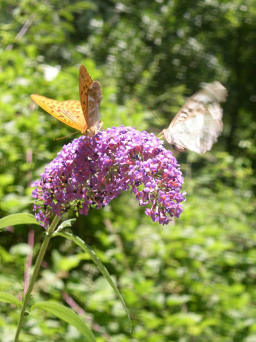 Encore des papillons