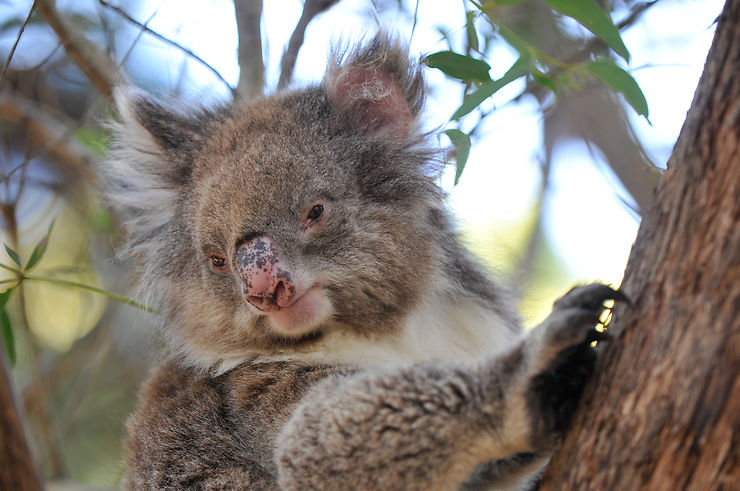 Hanson Bay Sanctuary : koalas et wallabies
