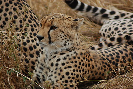 Guépard, parc national du Serengeti