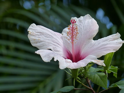 Hibiscus au jardin botanique de Deshaies