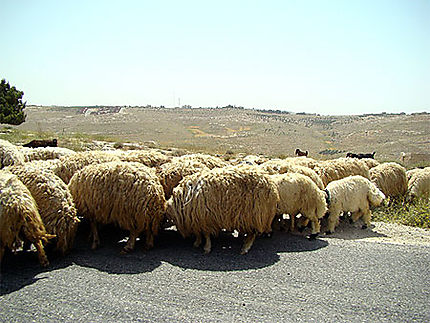Troupeau de moutons sur la route des rois