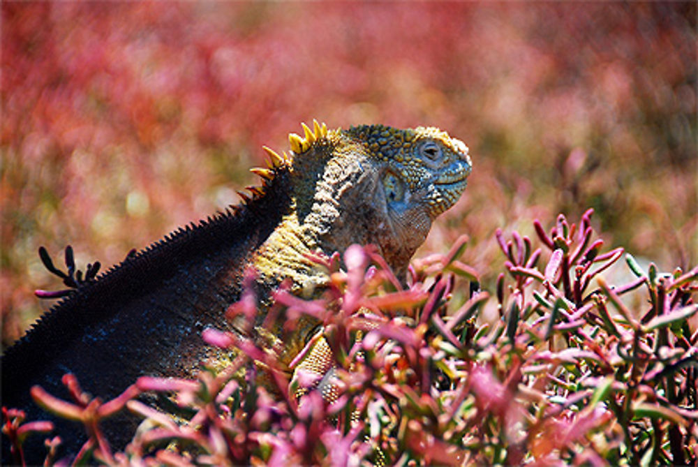 Iguane jaune