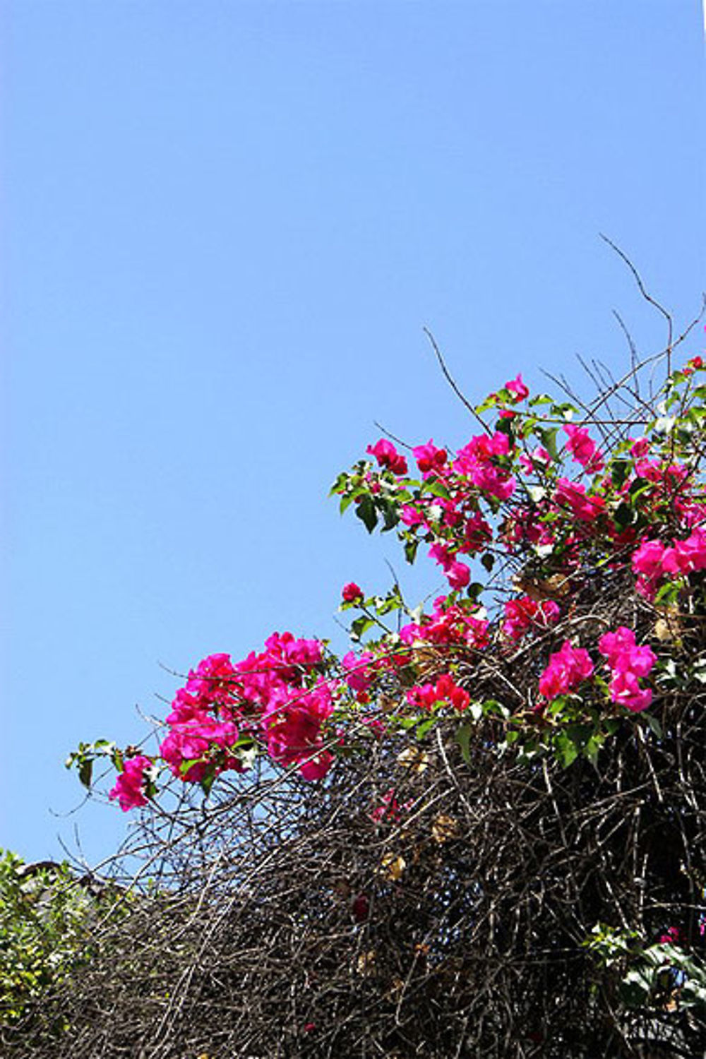 Bougainvilliers de l'Albaicin