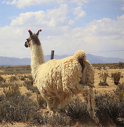 Lama sur les plateaux de la Puna