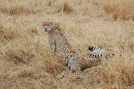 Guépards, parc national du Serengeti