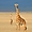 Les girafes : belles et élégantes