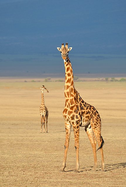Les girafes : belles et élégantes