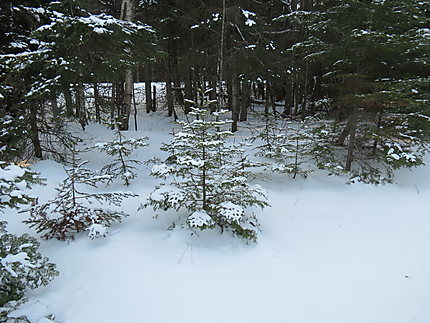 Décor hivernal à Métis-sur-Mer