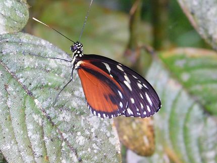 Papillon héliconius au Costa Rica