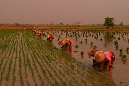 Planteuses de riz