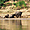 Troupeau de buffles au bord du Mékong sur la rive laotienne