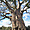 Le baobab d'Ampanihy