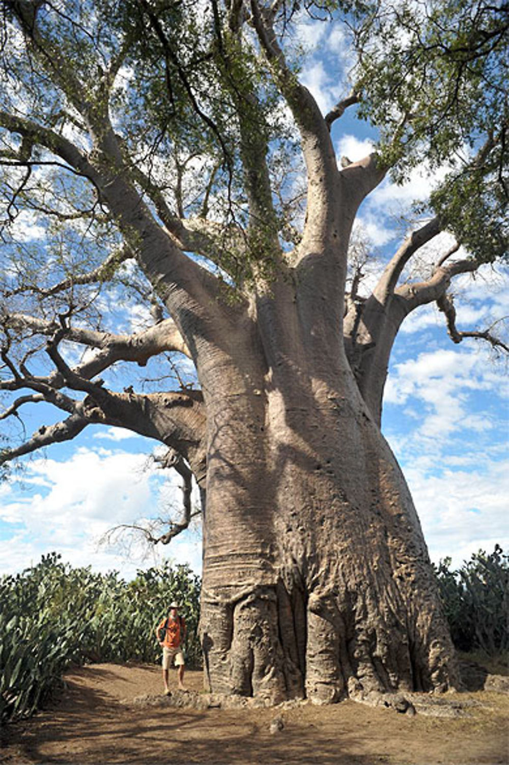 Le baobab d'Ampanihy