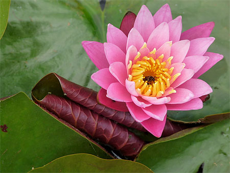 Nénuphar rose éclot Nénuphar rose éclot