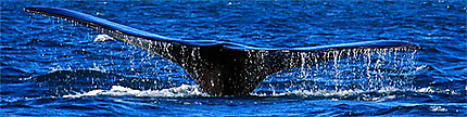 Baleines dans la péninsule Valdès