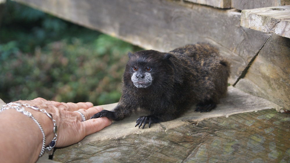 Tamarin en Amazonie