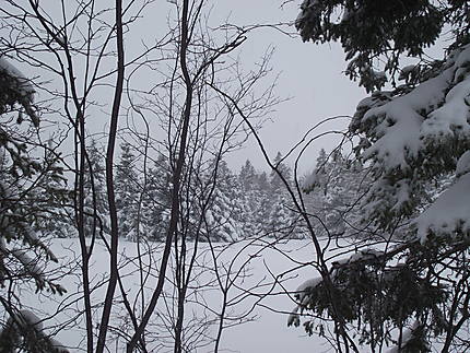 Paysage d'hiver aux Jardins de Métis
