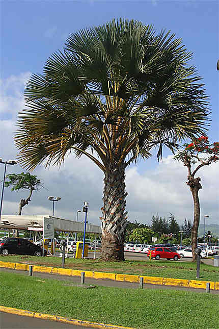 Le Palmier tallipot