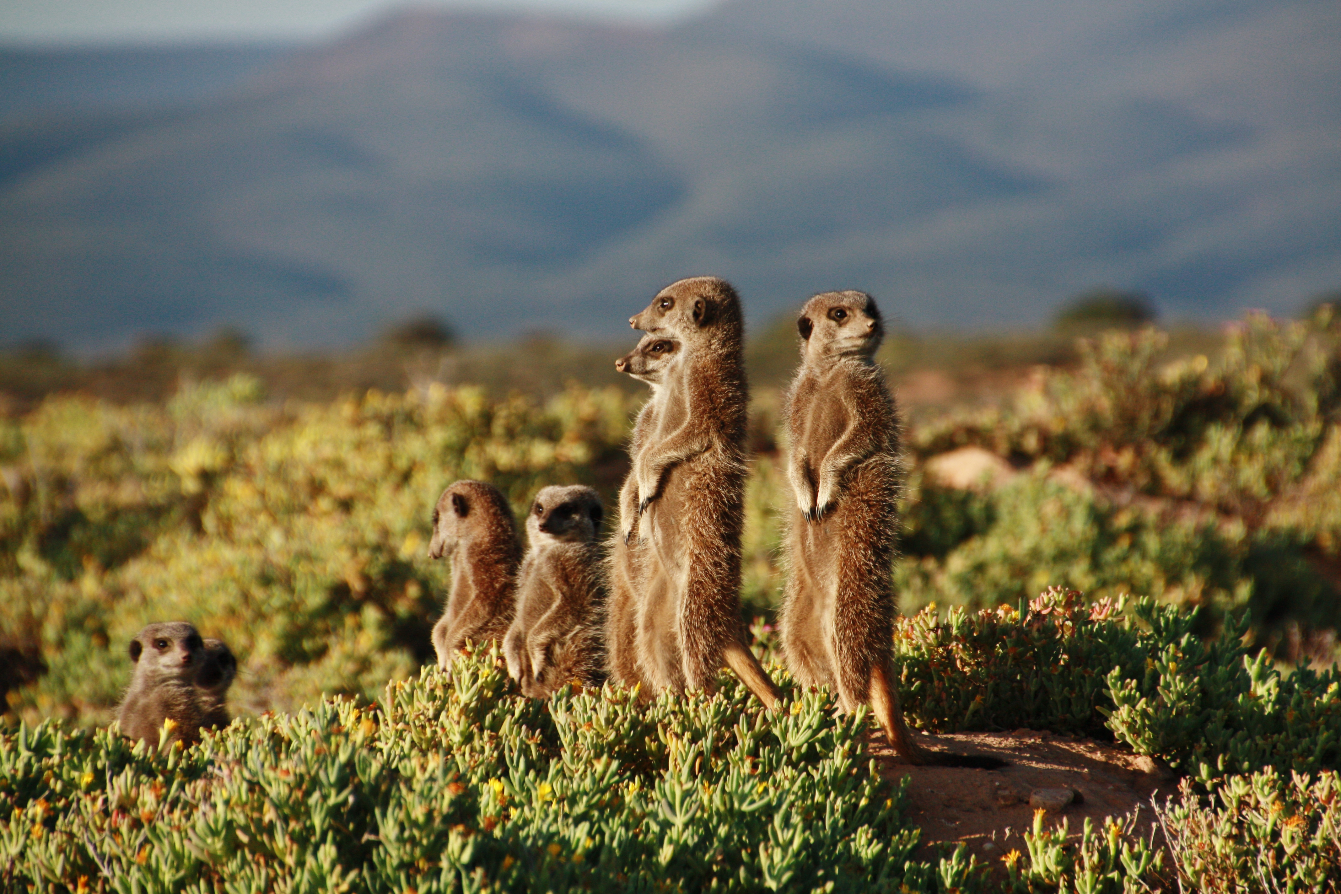 Suricates Suricates