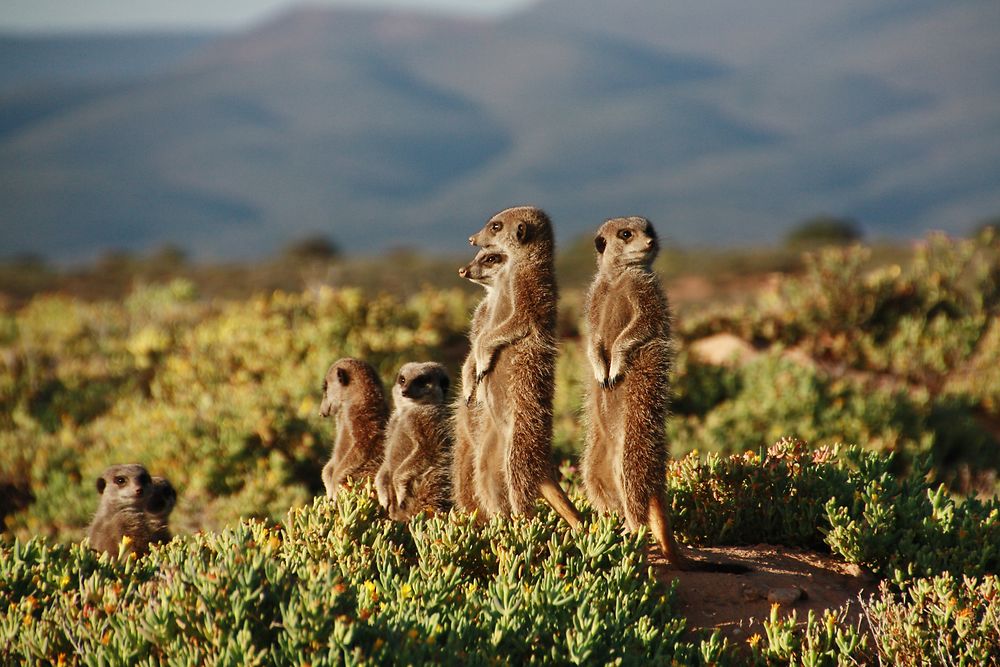 Suricates