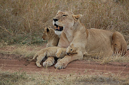 Lionne et ses lionceaux, Serengeti