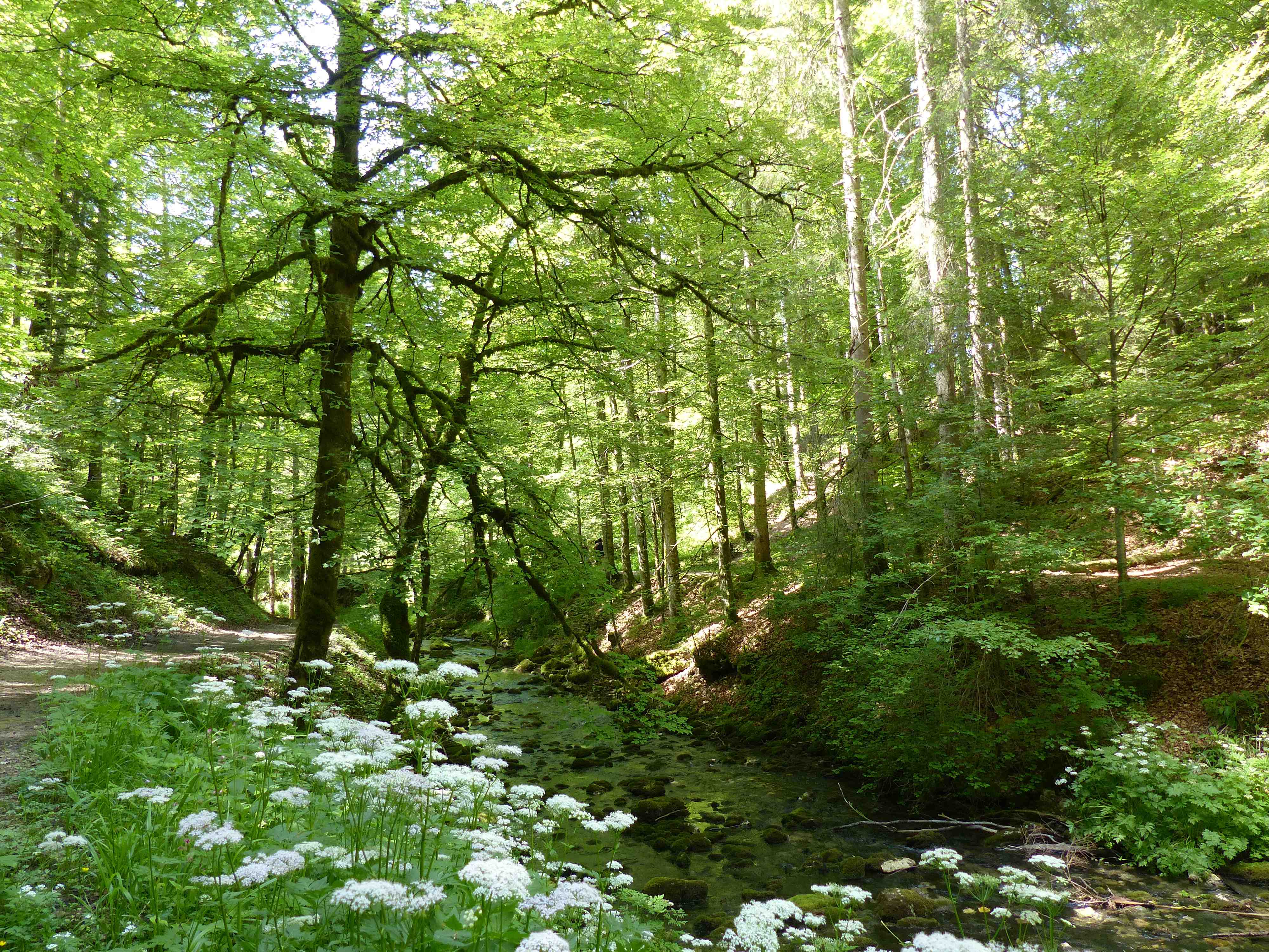 Sous-bois près de la Source Bleue Sous-bois près de la Source Bleue