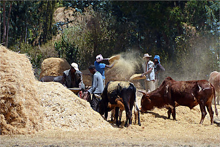Moisson en Ethiopie