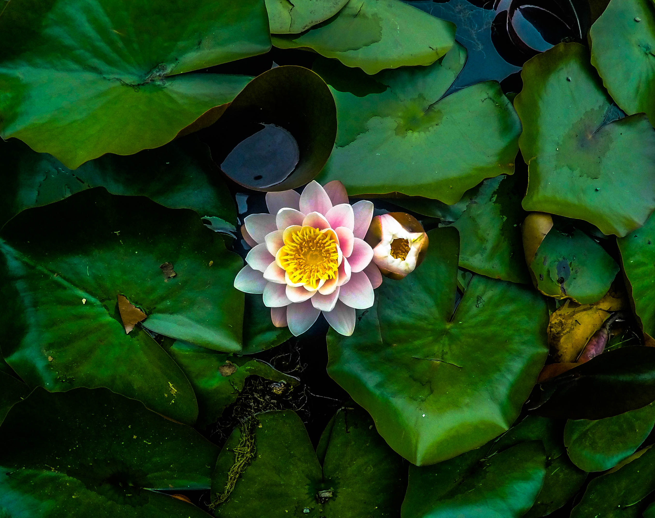 Fleur sacrée Fleur sacrée