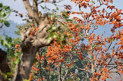 Seinban, variété d'arbre flambloyant (poinciana)?
