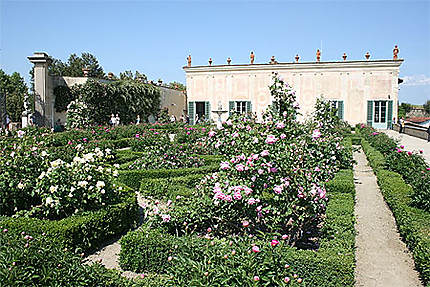 La roseraie des jardins Boboli