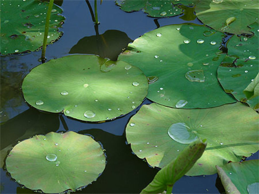 Rosée sur les feuilles de nénuphar