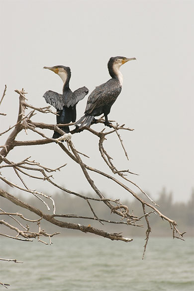 Cormorans Cormorans