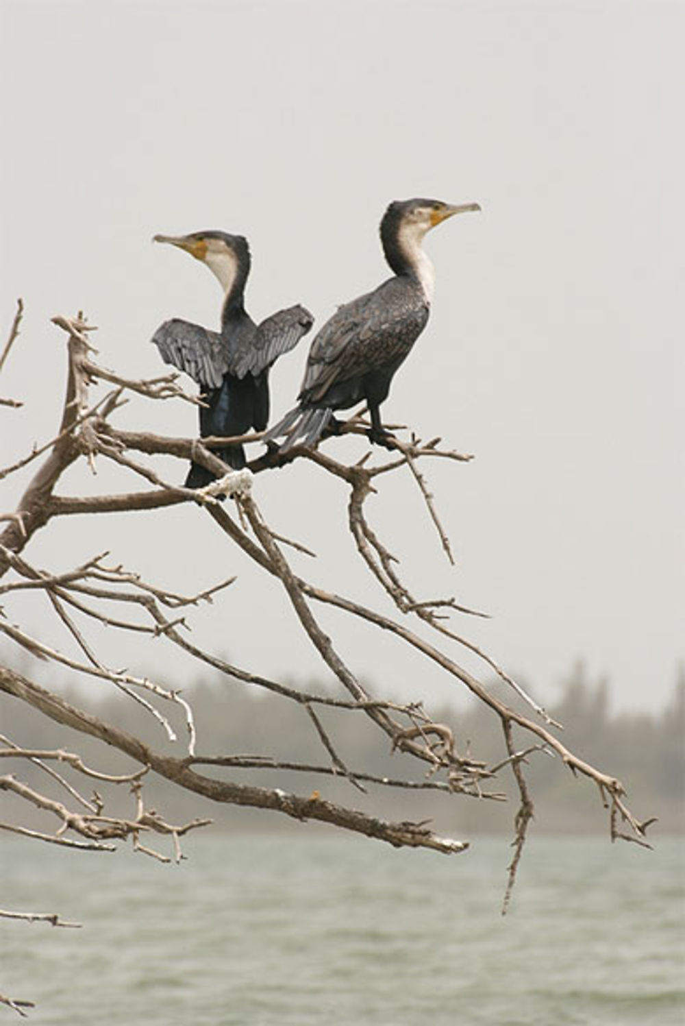 Cormorans