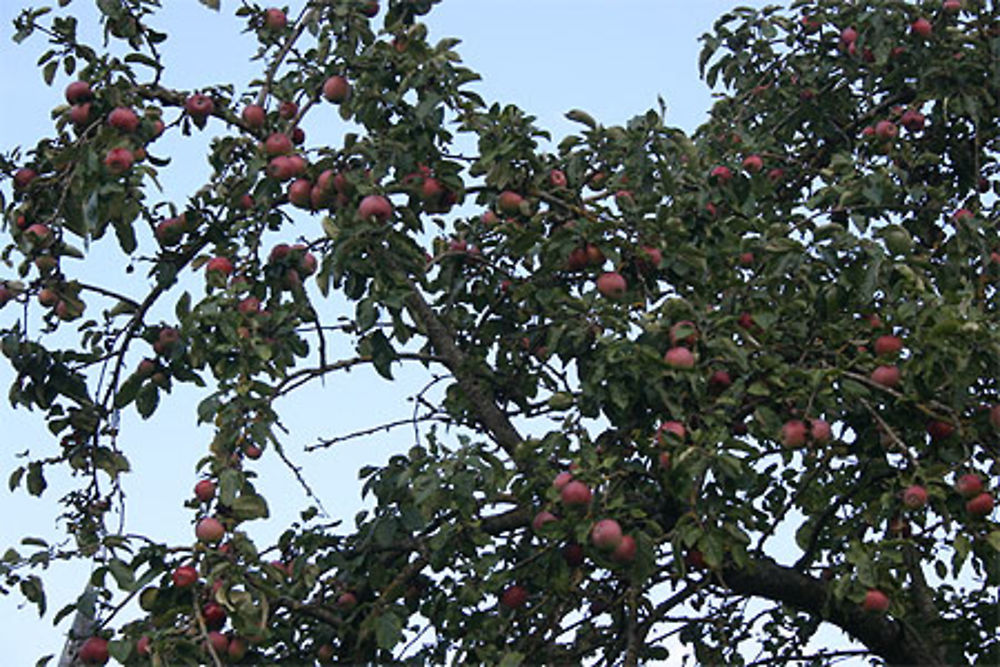 Pommes du Pays d'Auge