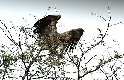 White-backed Vulture - Vautour africain 