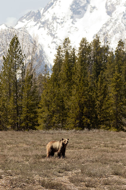 Grizzly devant la chaîne de Grand Teton