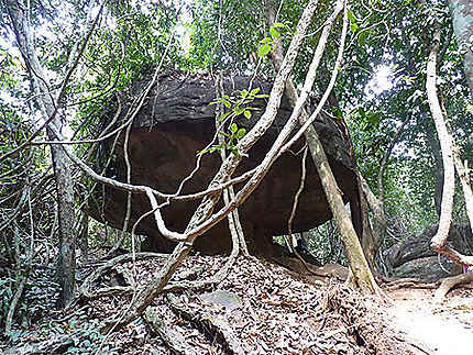 Drôle de &quot;champignon&quot;