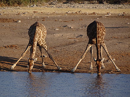 L'apéro des girafes