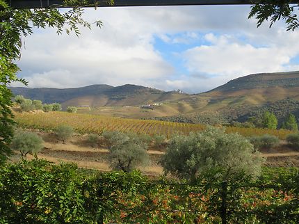 Belle journée d'automne dans les vignes du Douro