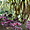 Végétation tropicale, jardin botanique de Deshaies