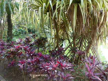 Végétation tropicale, jardin botanique de Deshaies