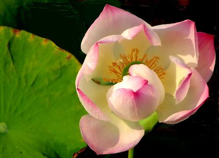 Fleur de Thaïlande : lotus rose  