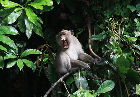 Macaque Macaque