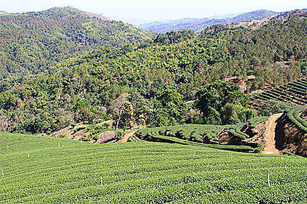 Une plantation de thé