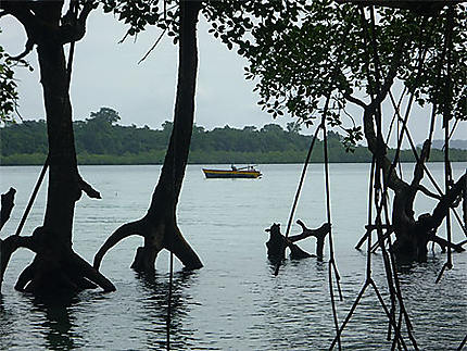 Ballade le long de la mangrove : beach n° 5