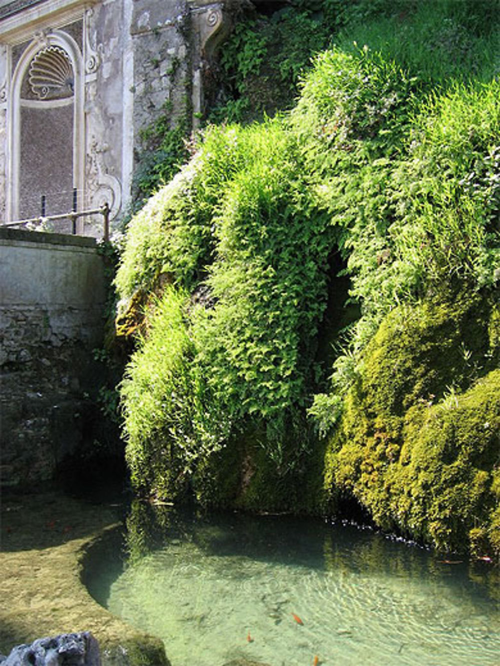 Fontaine végétale au Palatin