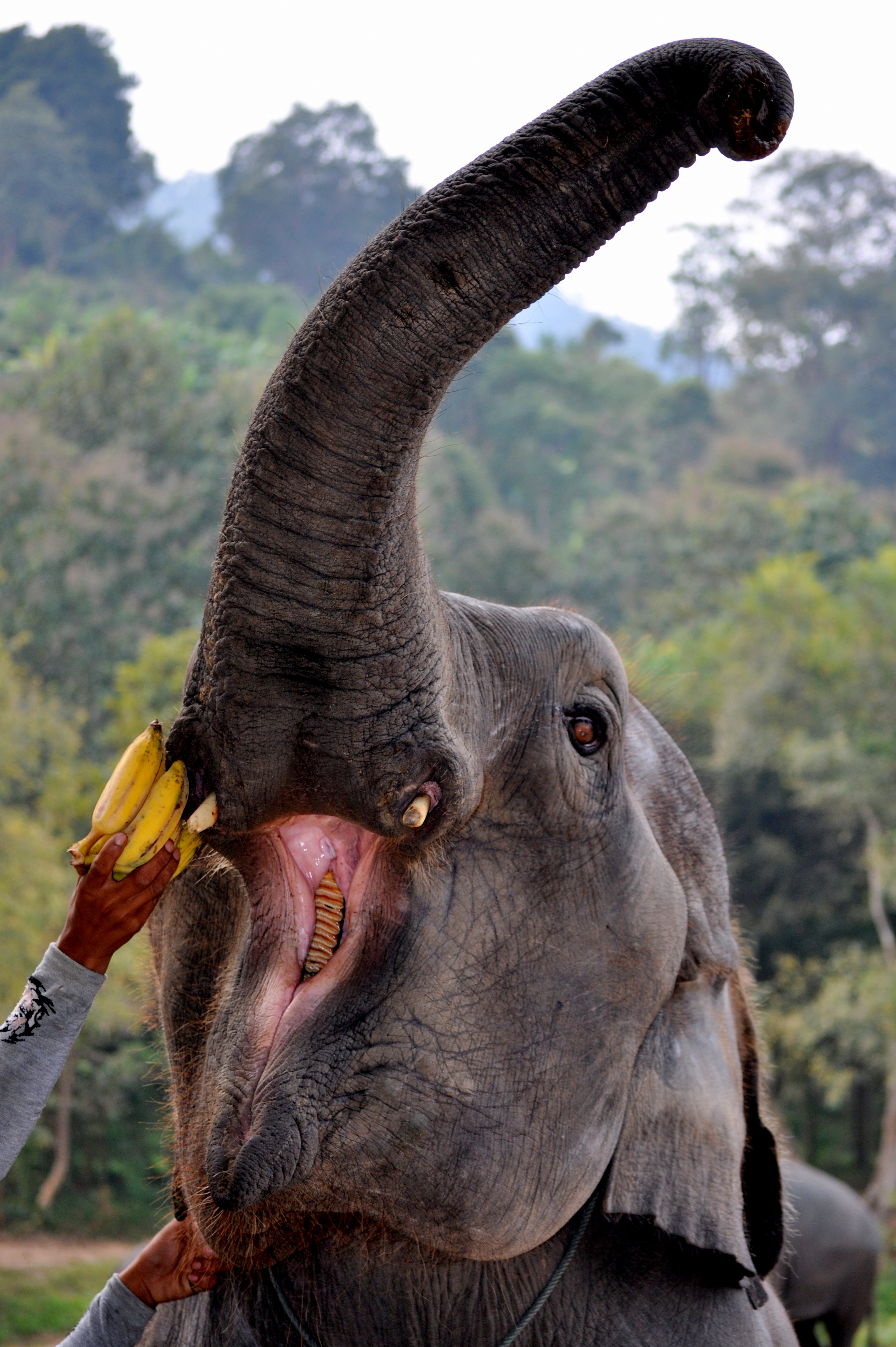 L'éléphant d'Asie L'éléphant d'Asie